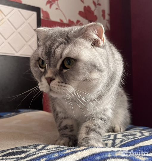 Шотландский кот