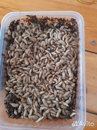 Опарыш оптом