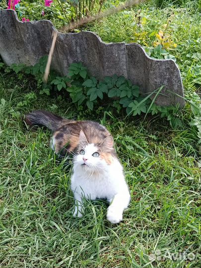 Кошечка Лапуля