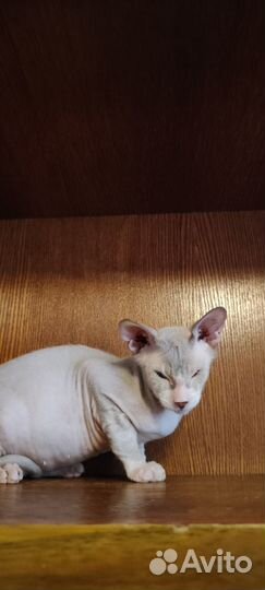 Котёнок донской сфинкс