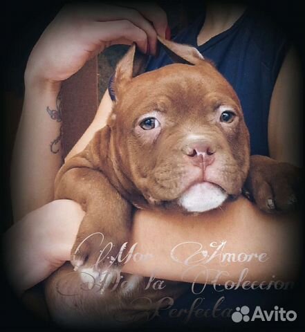 Американский булли