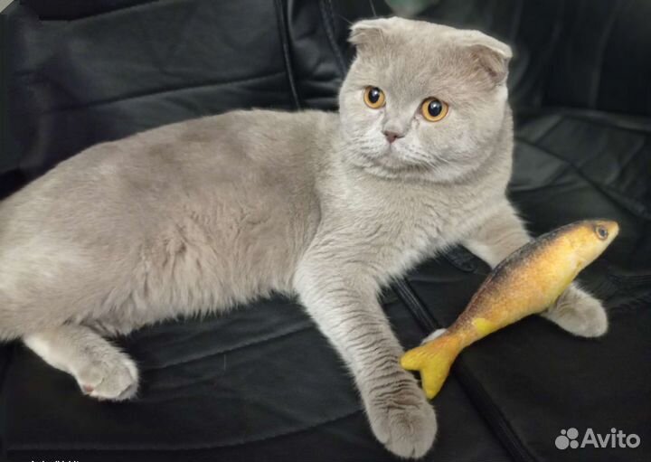 Британский котик ищет невесту (вязка)