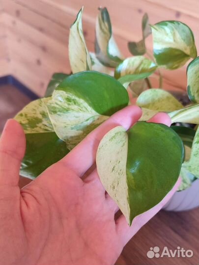 Сциндапсус хэппи лиф