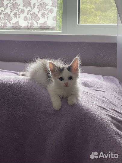 Котенок