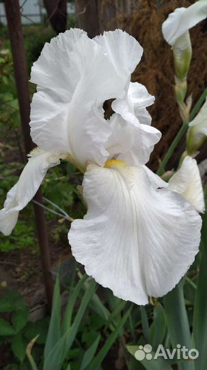 Ирисы бородатые,сортовые