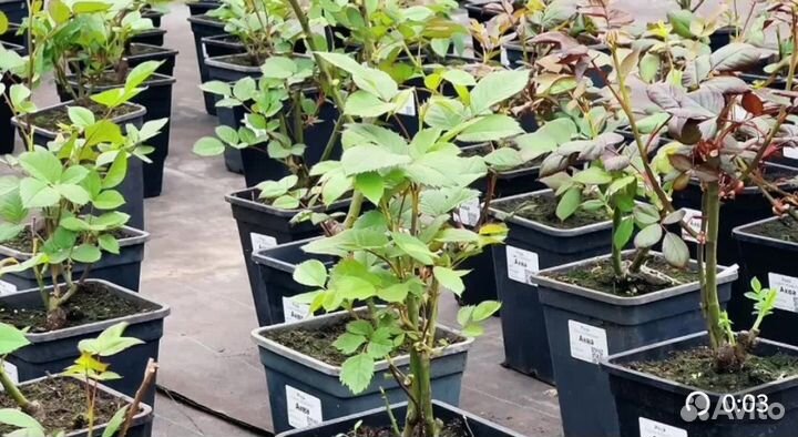 Розы с доставкой