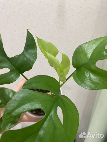 Монстера минима(рафидофора)