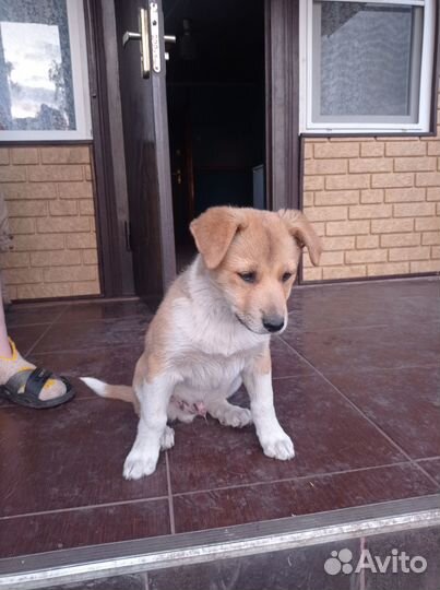 Щенки в хорошие руки