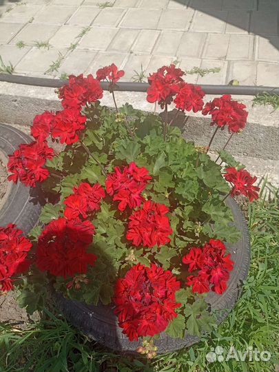 Пеларгония микс