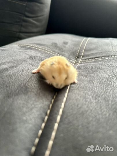 Джунгарский хомяк