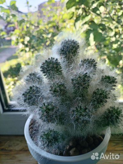 Кактусы и суккуленты