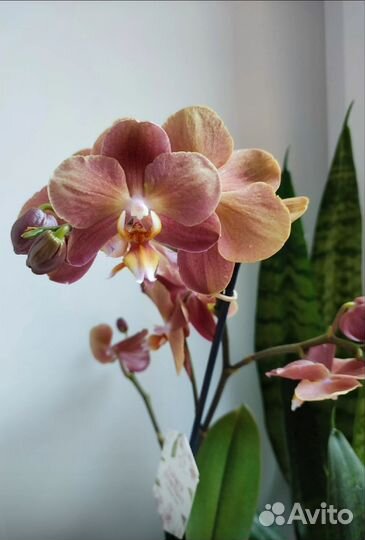 Орхидея фаленопсис