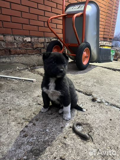 Щенки бесплатно