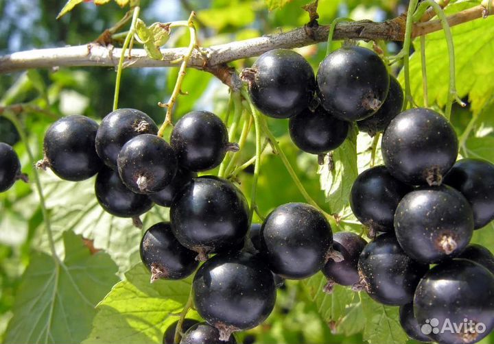 Черная смородина
