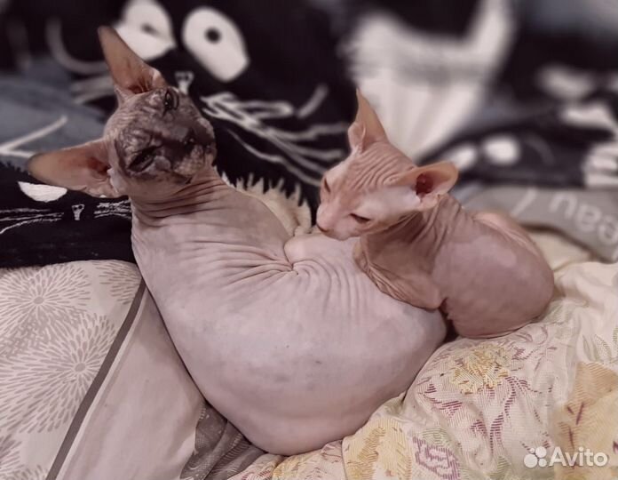 Донской сфинкс котята