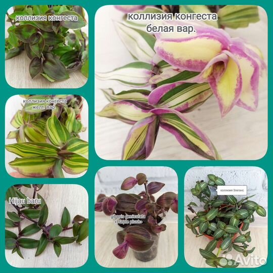 Традесканции сортовые и новинки