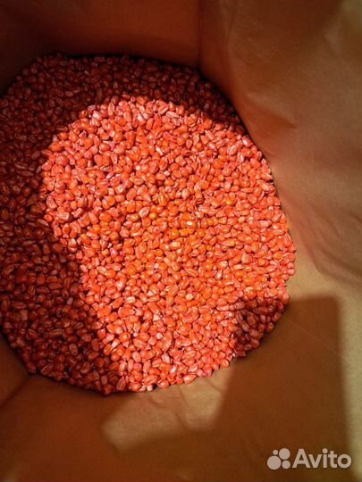 Семена кукурузы