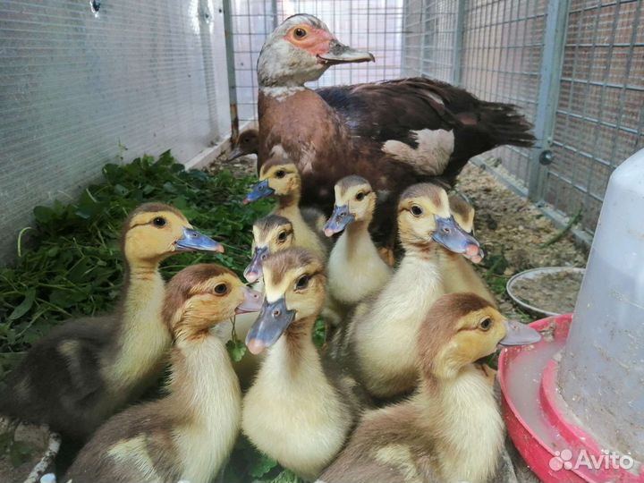 Мускусные утки