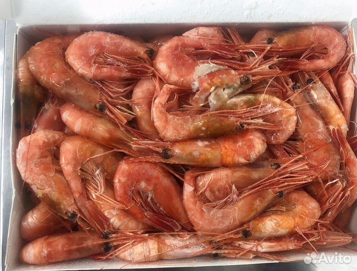 Креветка Северная