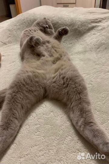 Вязка кошки