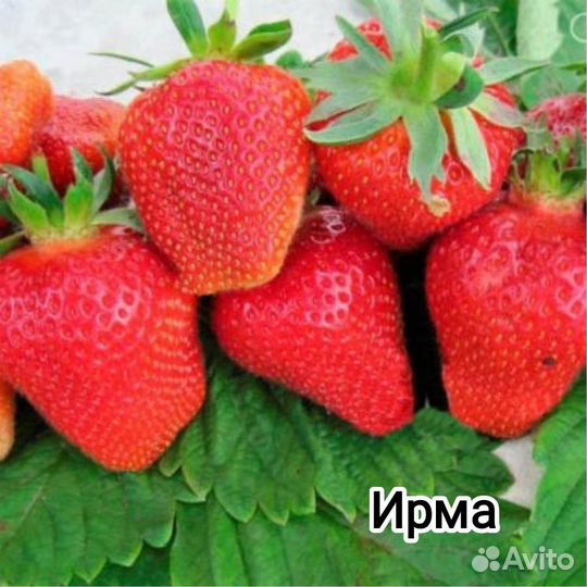 Клубника ремонтантная