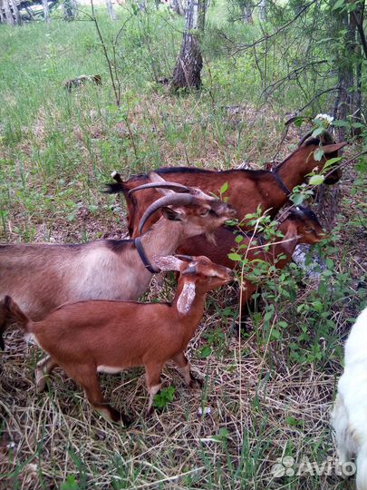 Продажа молодых козликов