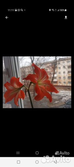Гипеаструм, алое
