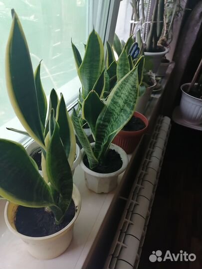 Комнатные цветы-фикус,сансивиерия,зоомиокулькас