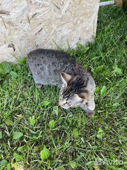 Британский котенок, девочка