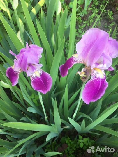 Ирисы сортовые