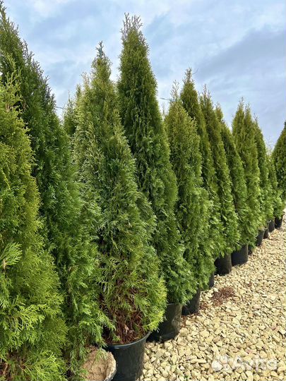 Туя западная 