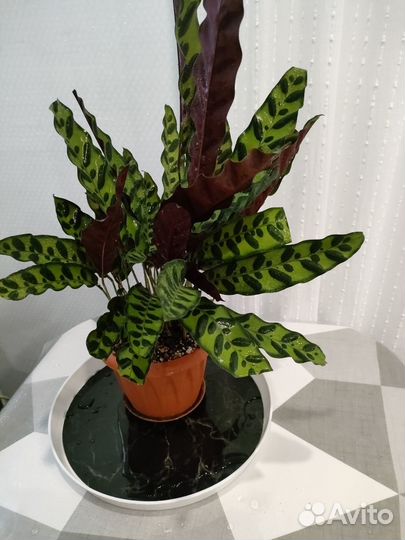 Калатея лансифолия