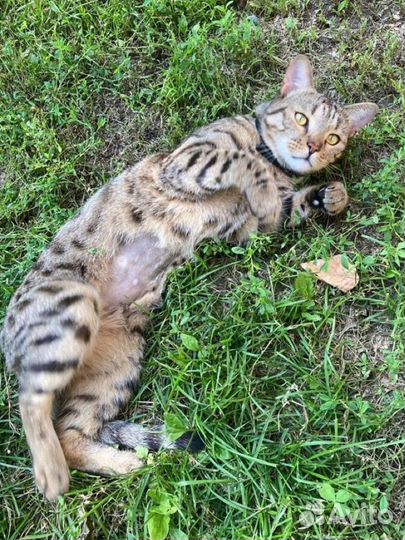 Кот бенгальской окраски