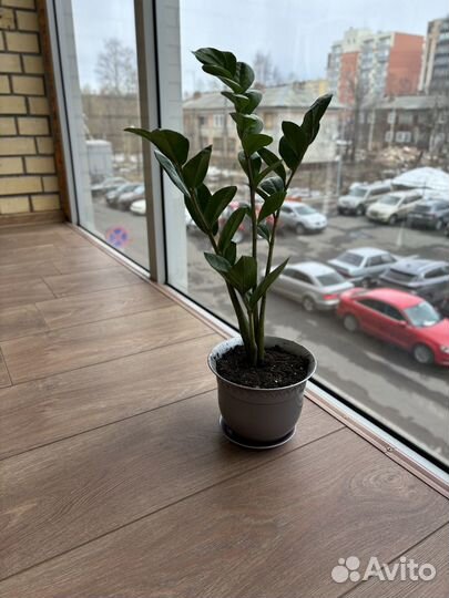 Замиокулькас, драцена, комнатные растения