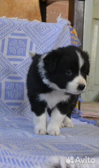 Бордер колли