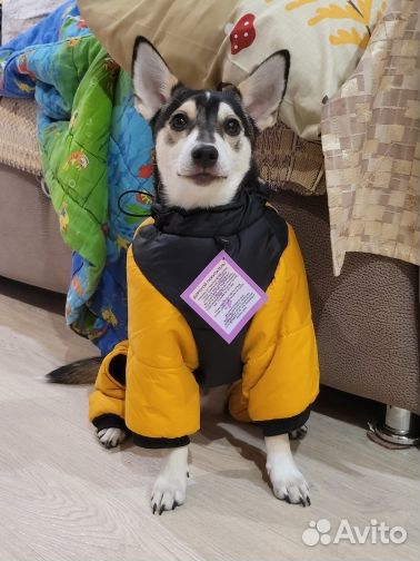 Комбинезон зимний для собачки