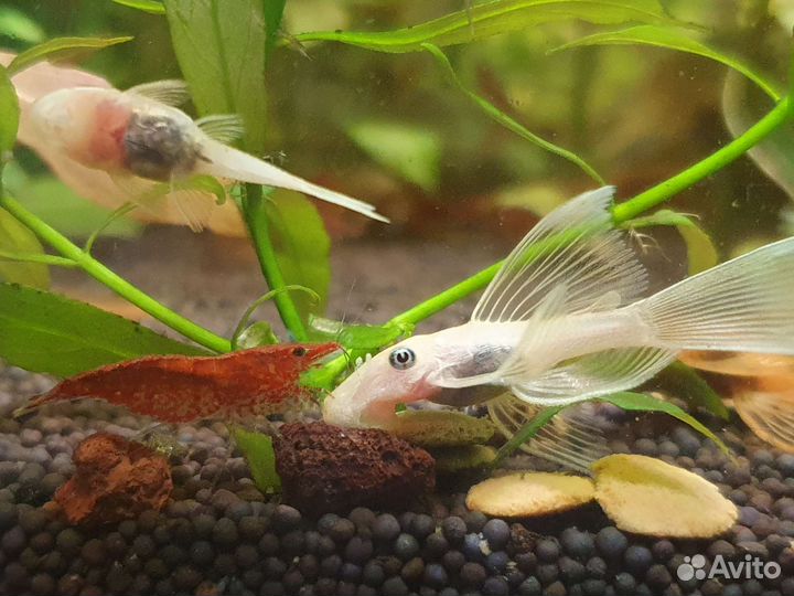 Сомы анциструсы вуалевые. Аулофорус. Кревет. вишни