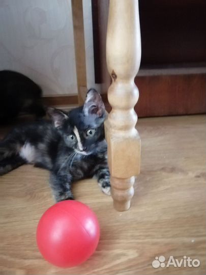 Кошка в дар бесплатно