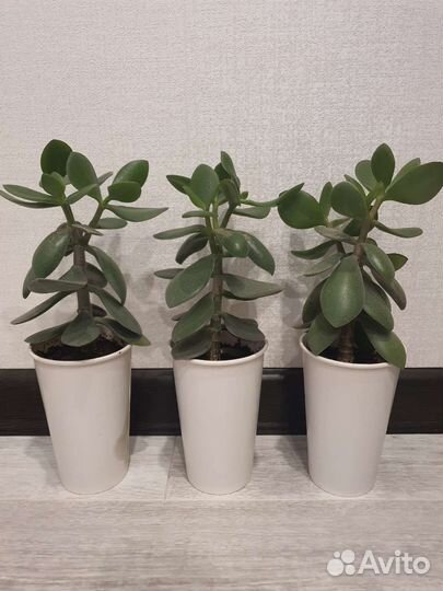 Денежное дерево, толстянка