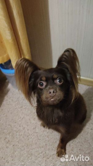 Московский той-терьер