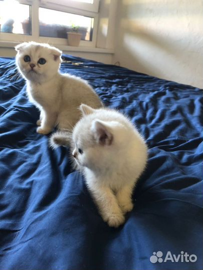 Шотландские котята