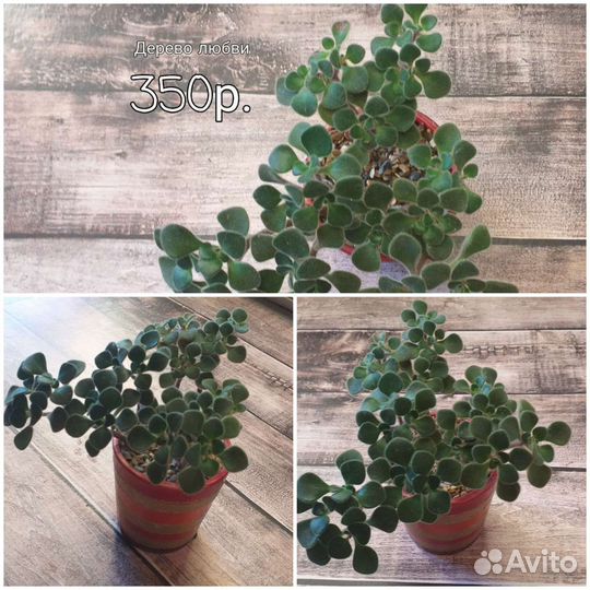 Комнатные меняю на садовые или продам