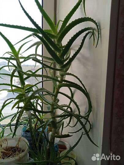 Столетник (алоэ) крупный старше 5 лет