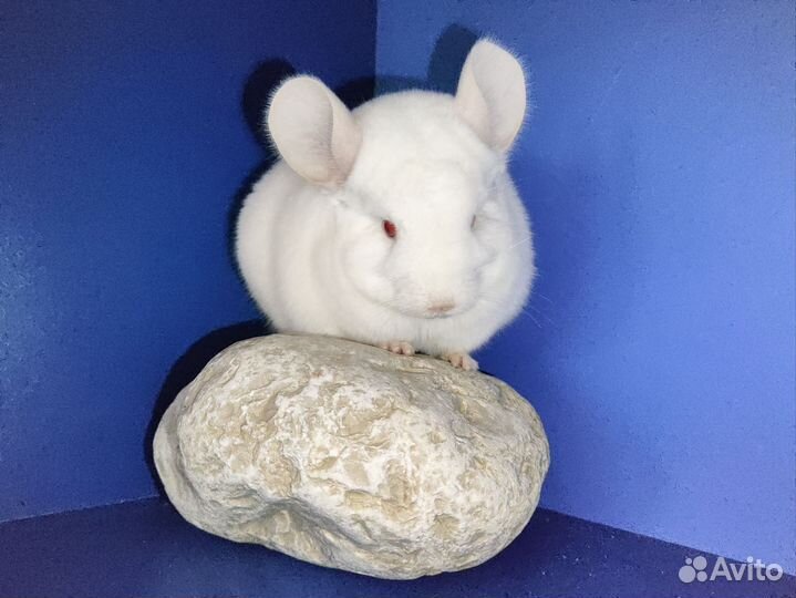 Шиншилла гомо бежевый бело-розовый бриллиант нкпа