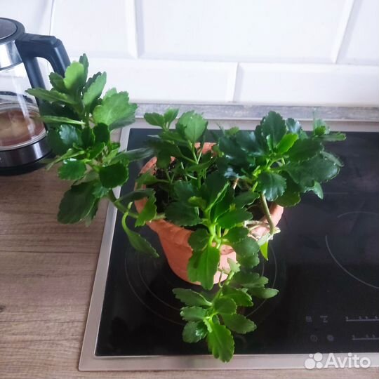 Каланхоэ цветущий