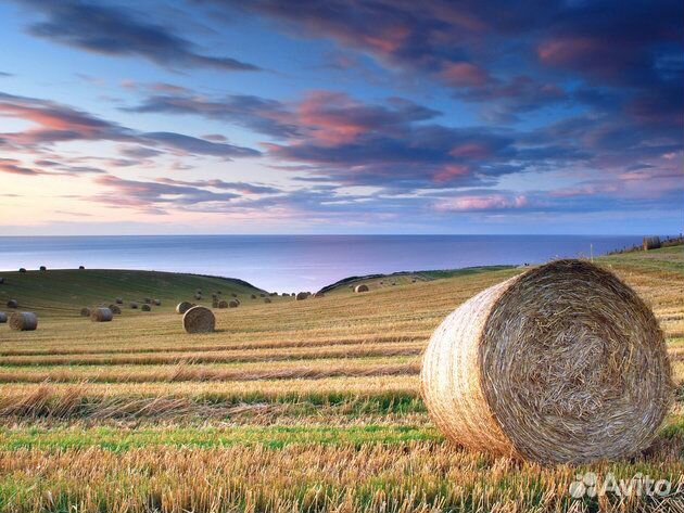 Сено в тюках
