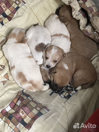 Щенки