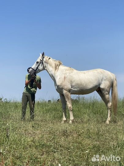 Жеребец русский рысак