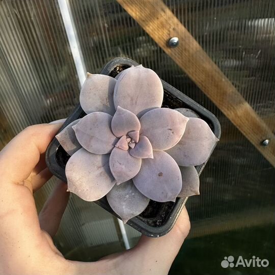 Суккуленты 8