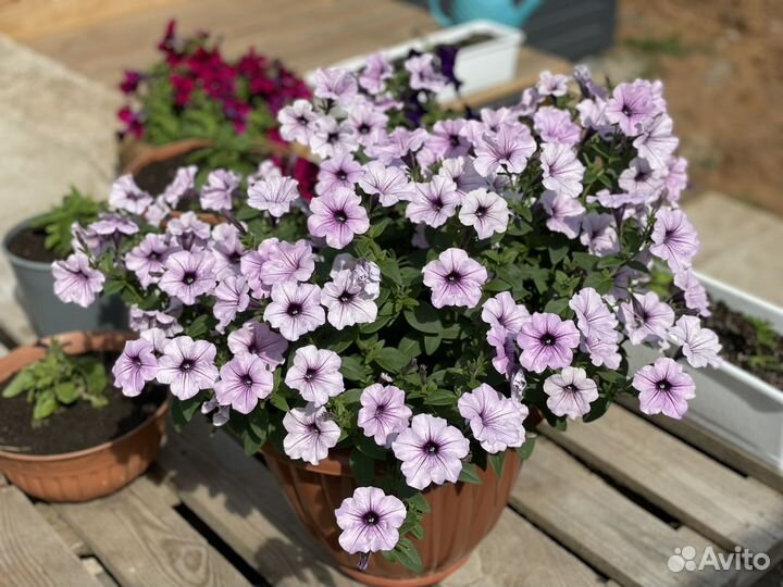 Рассада петуния тайдал Вейв Сильвер